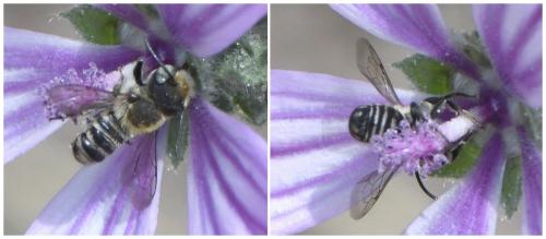 Megachile sp.